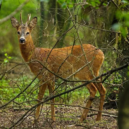 Descansar Op De Veluwe Beekbergen