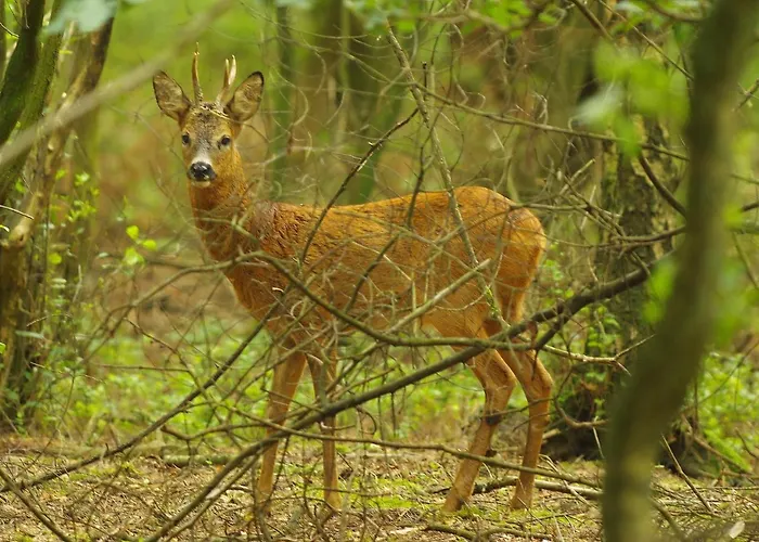 Descansar Op De Veluwe Chalet