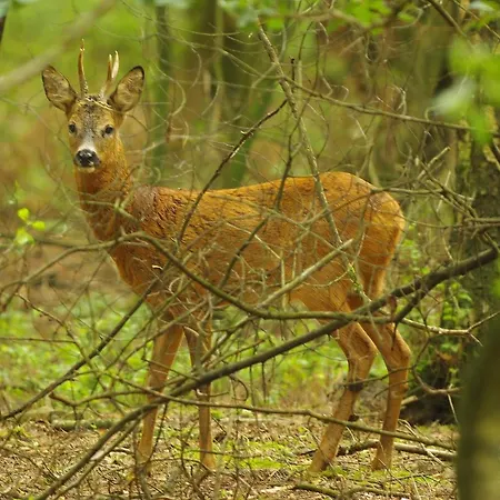Descansar Op De Veluwe Domek alpejski